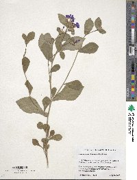 Ceratostigma plumbaginoides image