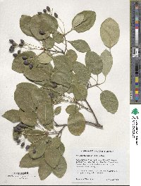 Chionanthus retusus image