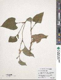 Houttuynia cordata image