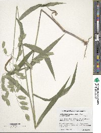 Chasmanthium latifolium image