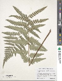 Dryopteris ×australis image