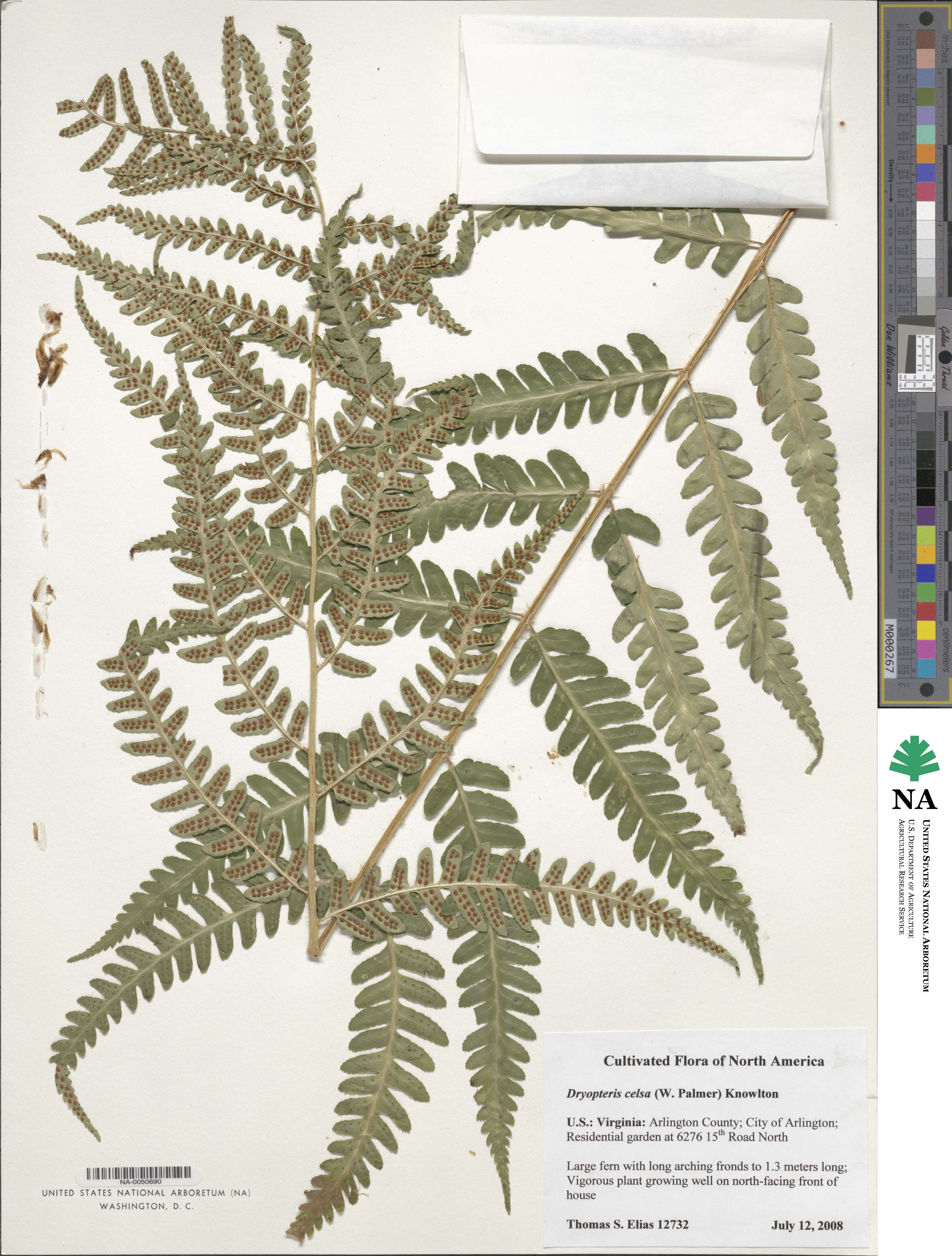 Dryopteris celsa image