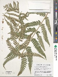 Dryopteris celsa image