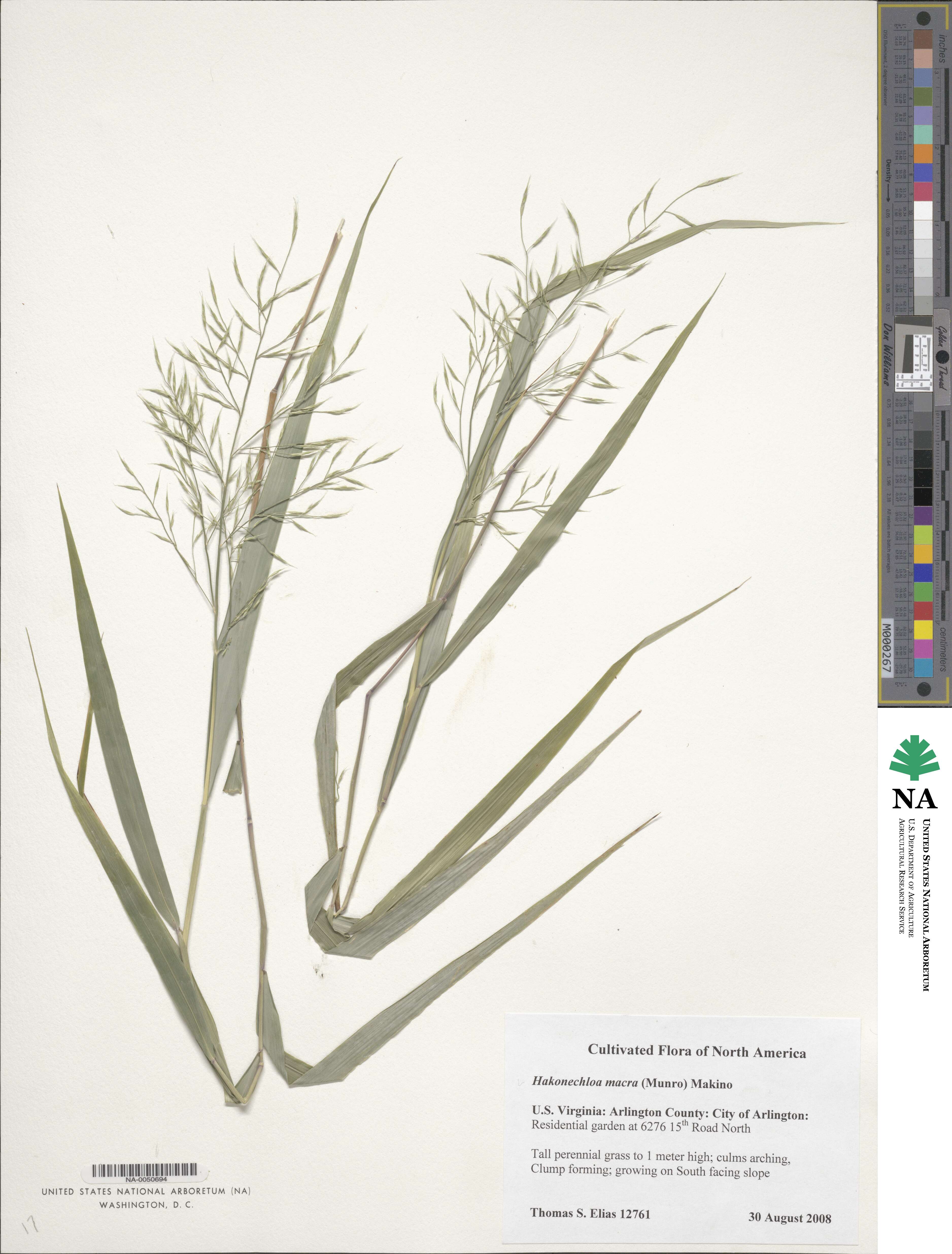 Hakonechloa image
