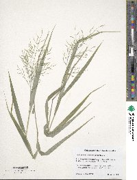 Image of Hakonechloa macra