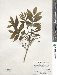 Carya cordiformis image