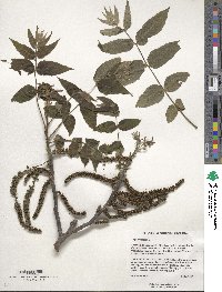 Image of Juglans cinerea