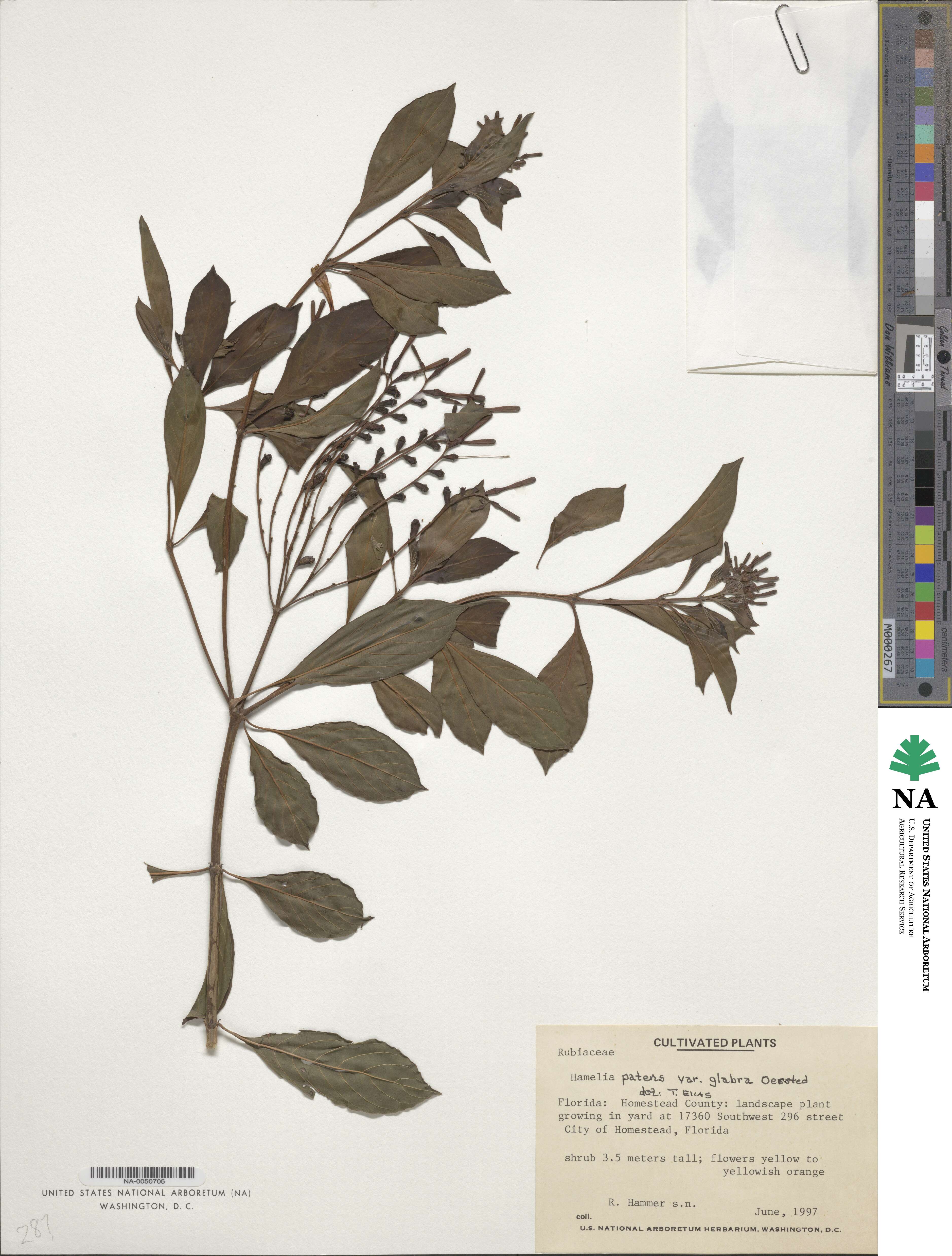 Hamelia patens image
