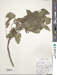 Image of Fraxinus quadrangulata