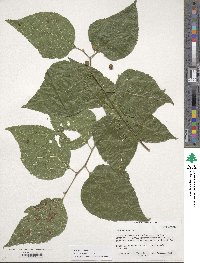 Celtis occidentalis image