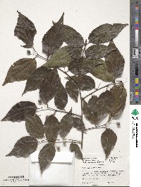 Celtis tetrandra image