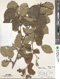 Spiraea alba var. latifolia image