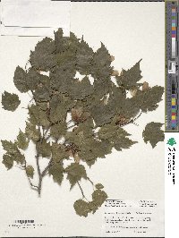 Acer tataricum subsp. ginnala image