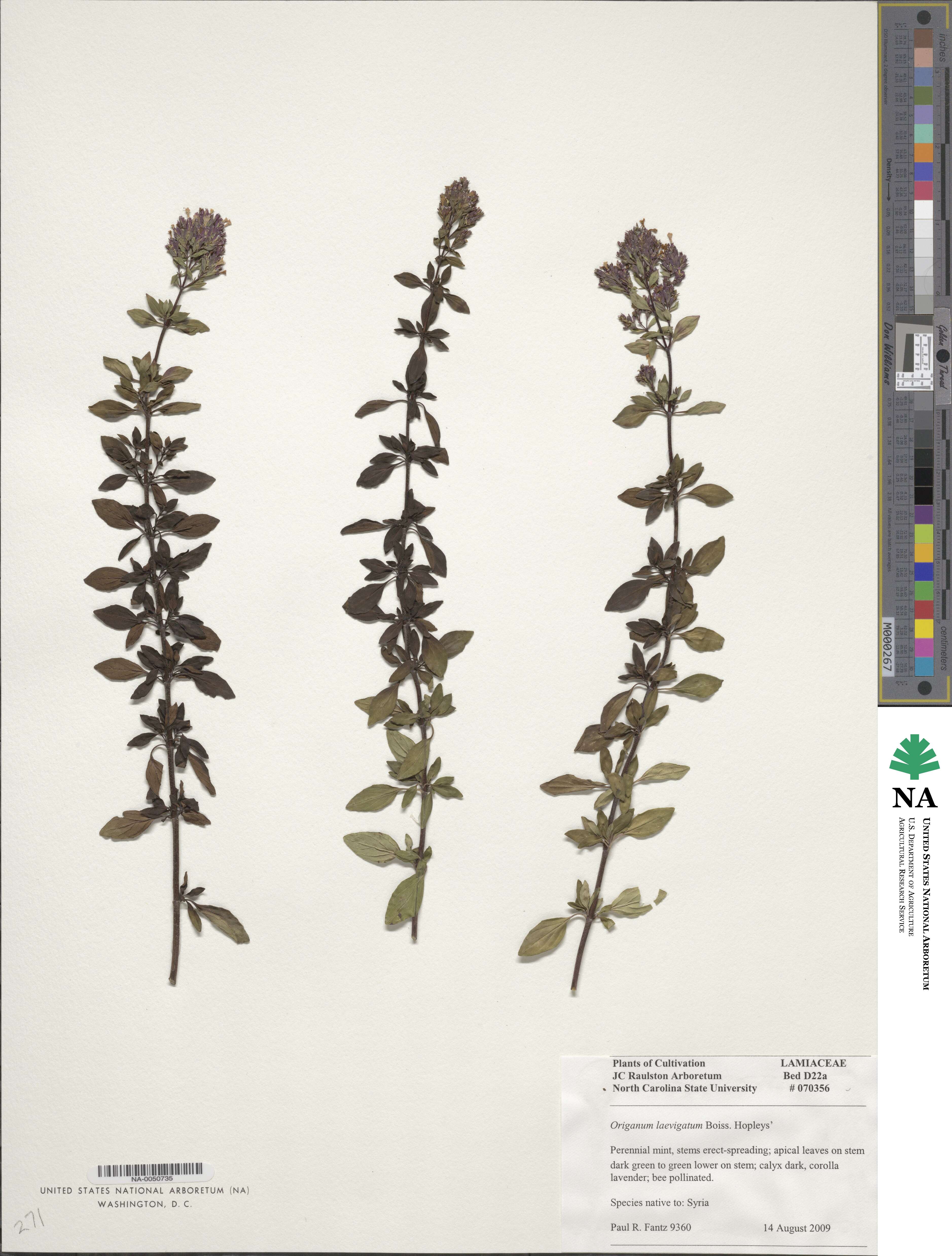 Origanum laevigatum image