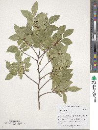 Ulmus parvifolia image