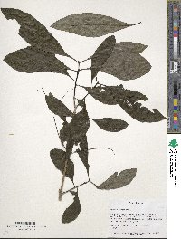 Chionanthus virginicus image