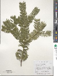 Torreya nucifera image