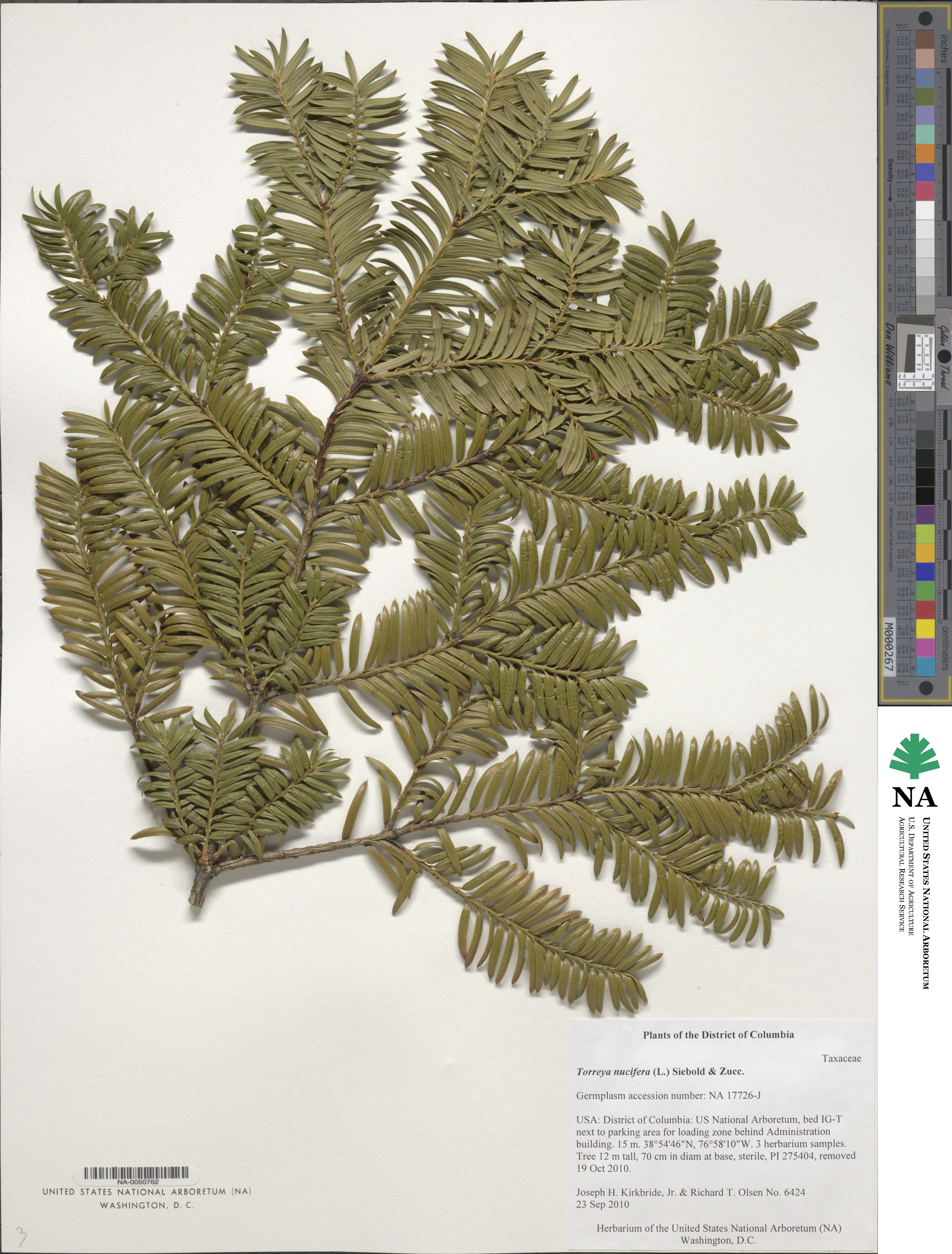 Torreya nucifera image