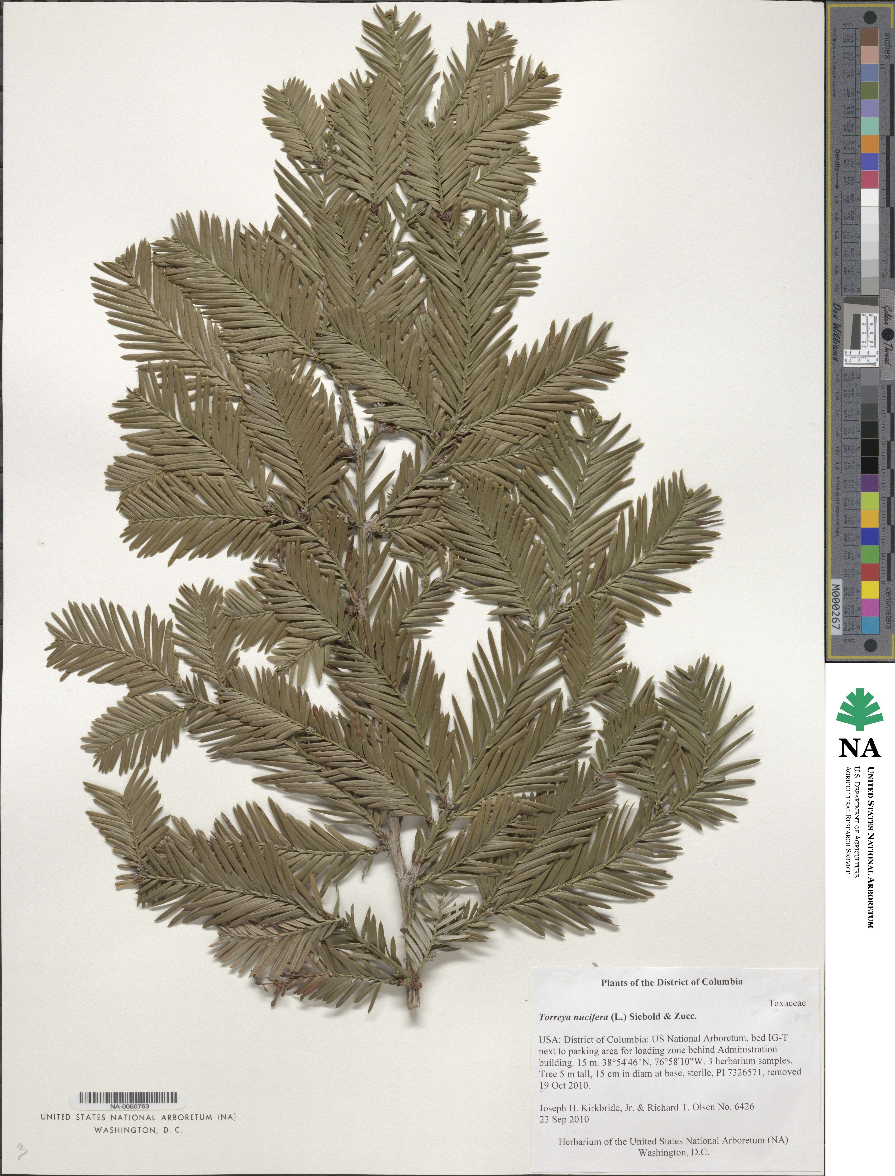 Torreya nucifera image