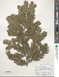 Torreya nucifera image