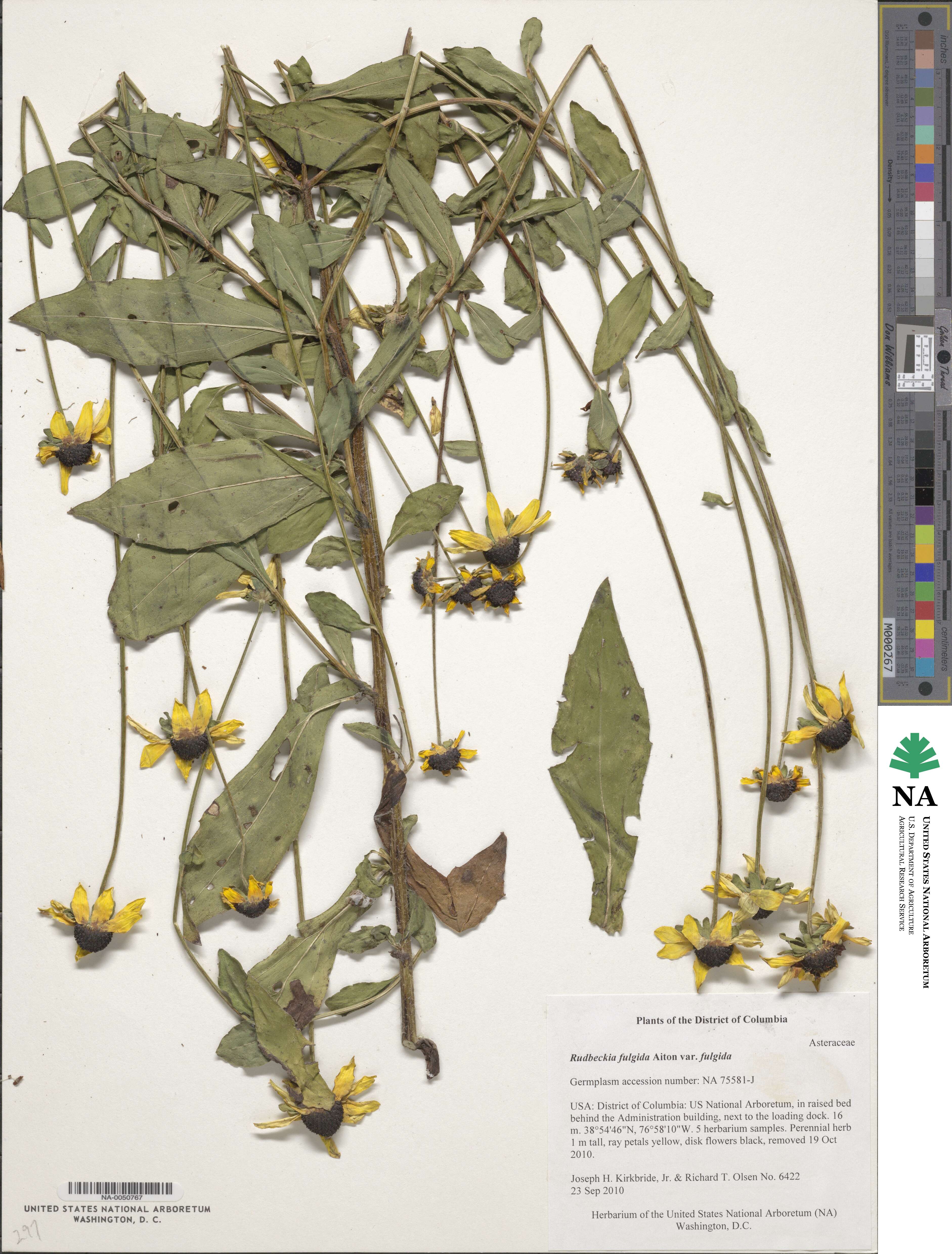 Rudbeckia fulgida var. fulgida image