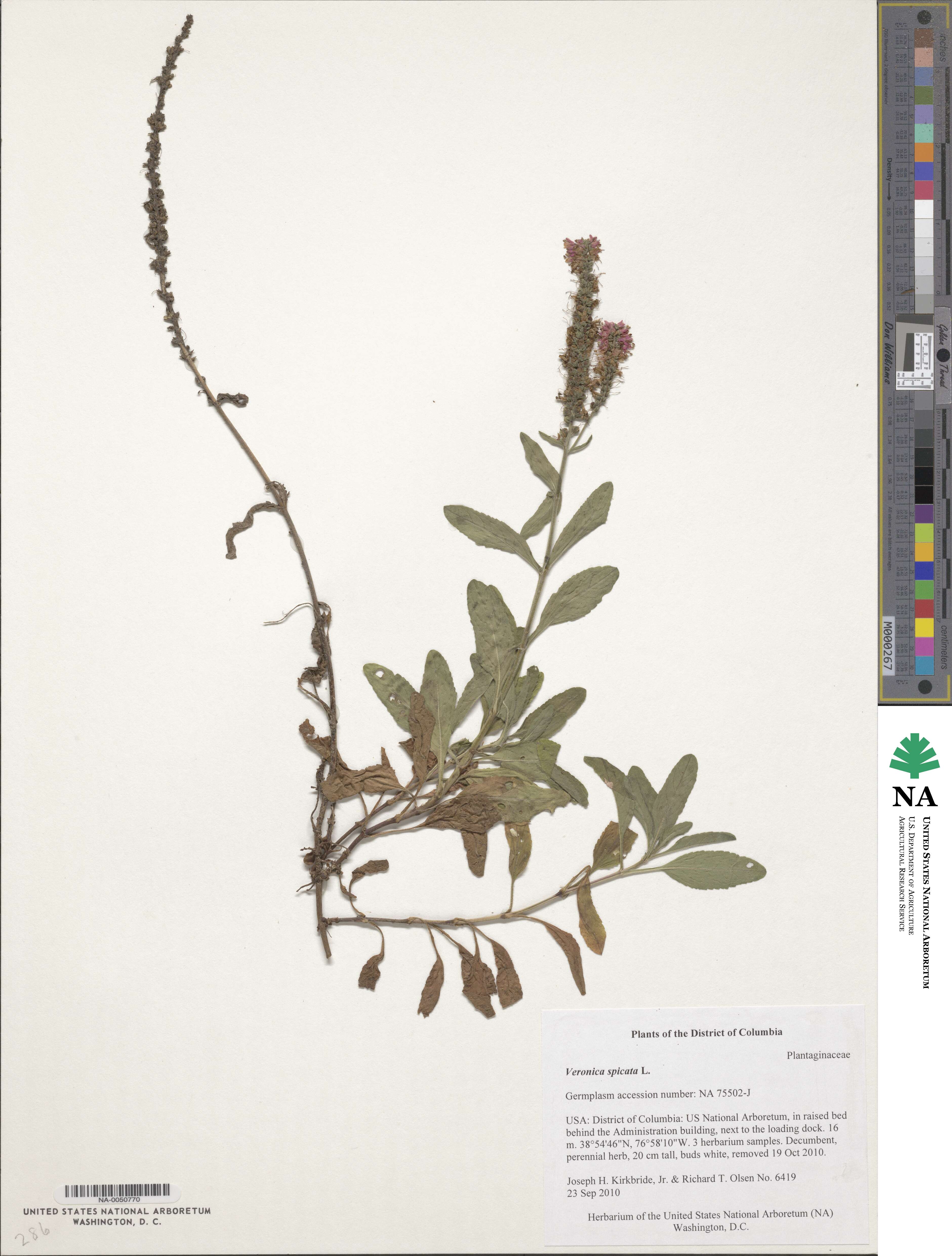 Veronica spicata image