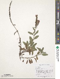 Veronica spicata image