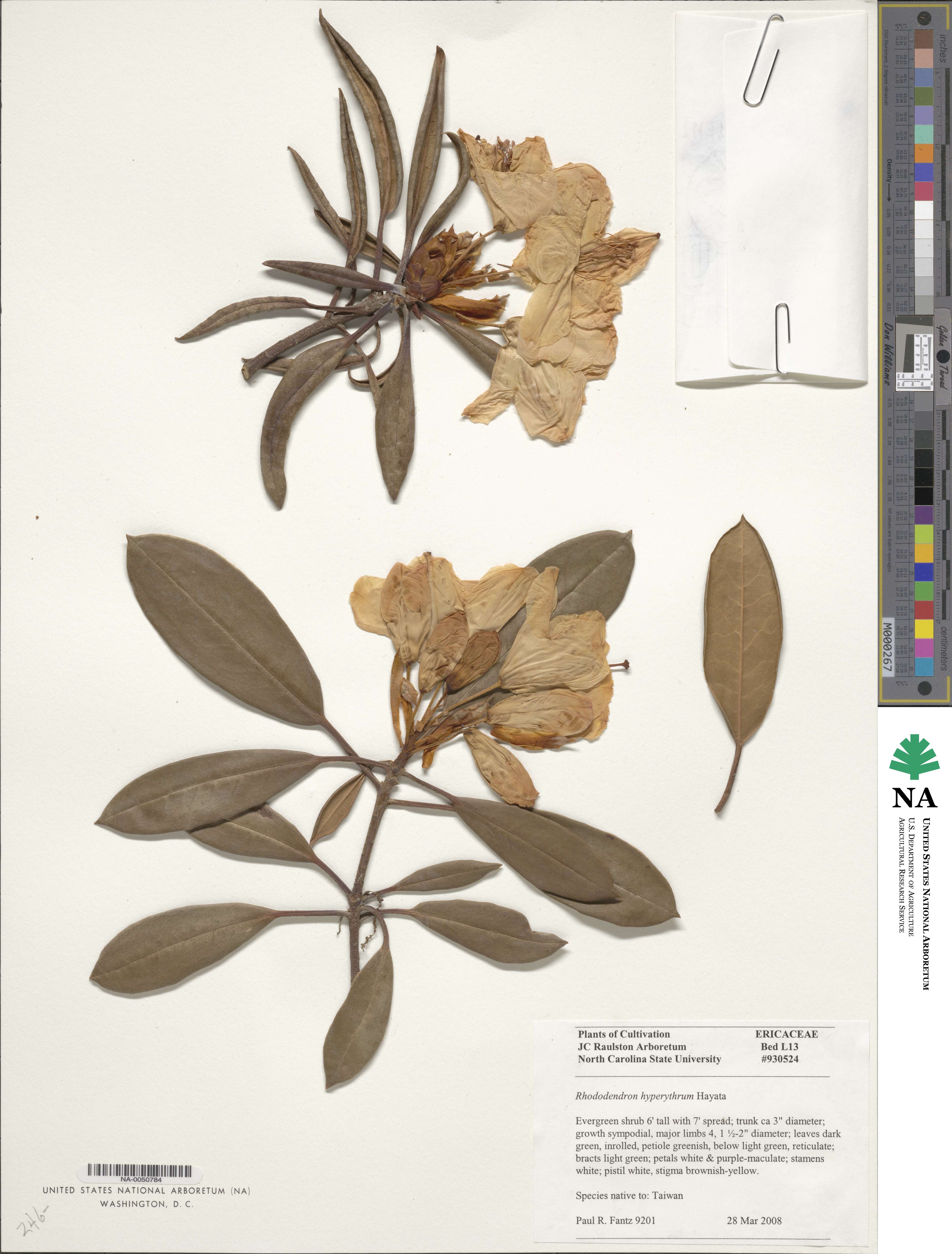 Rhododendron hyperythrum image