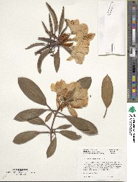 Rhododendron hyperythrum image