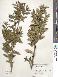 Sarcococca ruscifolia image