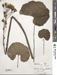 Farfugium japonicum image