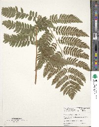 Dryopteris goldieana image