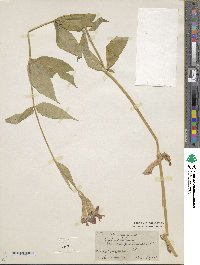 Silene fulgens image