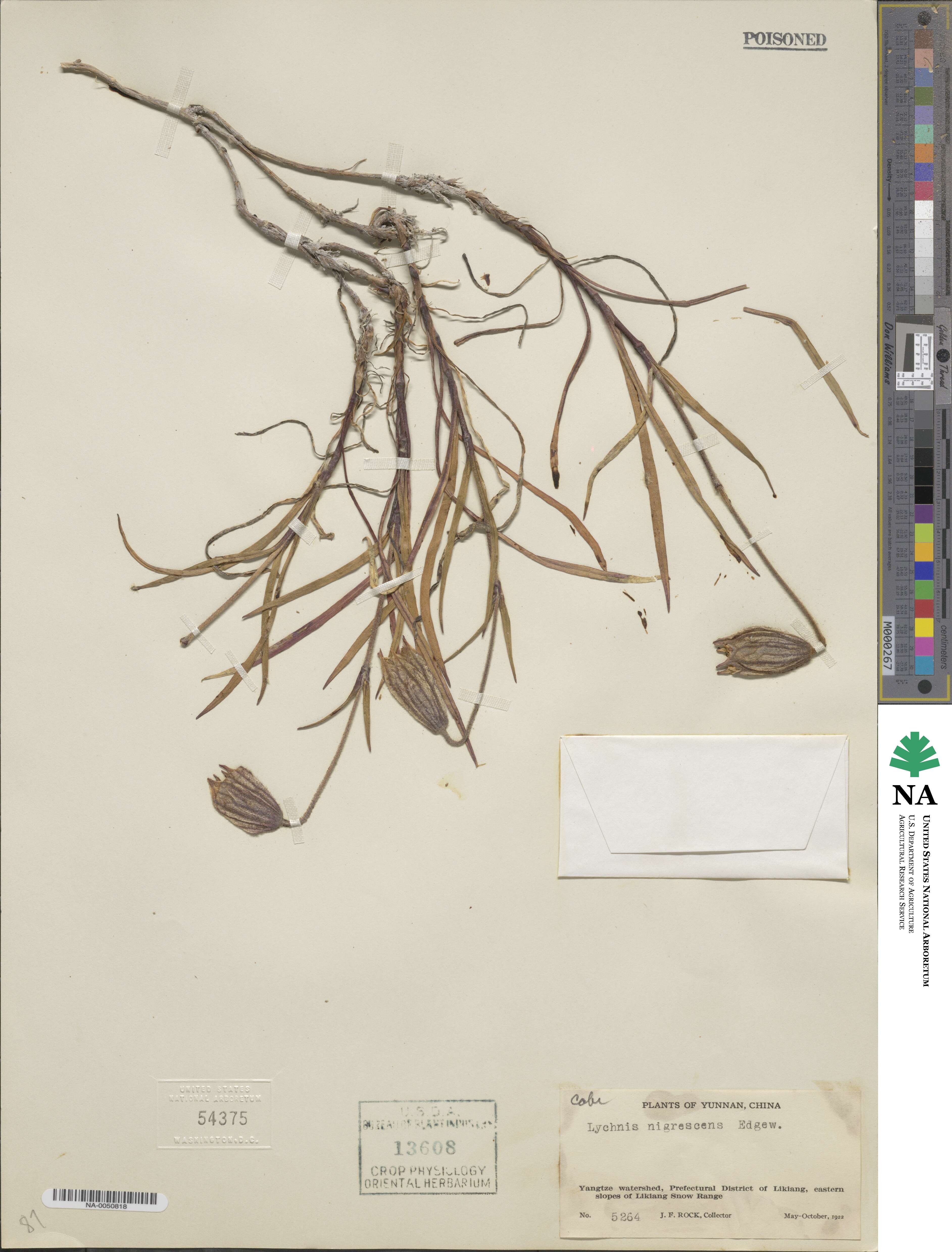 Silene nigrescens subsp. nigrescens image