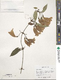 Bignonia capreolata image