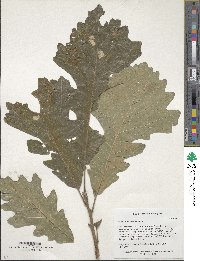 Quercus macrocarpa image