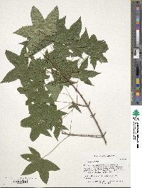 Acer truncatum image