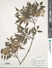 Image of Fraxinus cuspidata