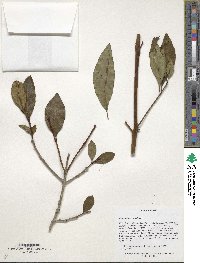 Chionanthus virginicus image