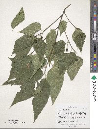 Celtis occidentalis image