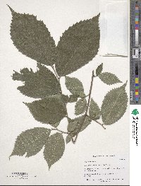 Ulmus rubra image