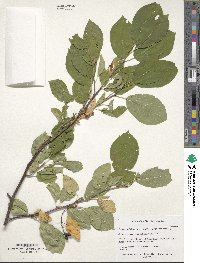 Prunus virginiana var. demissa image