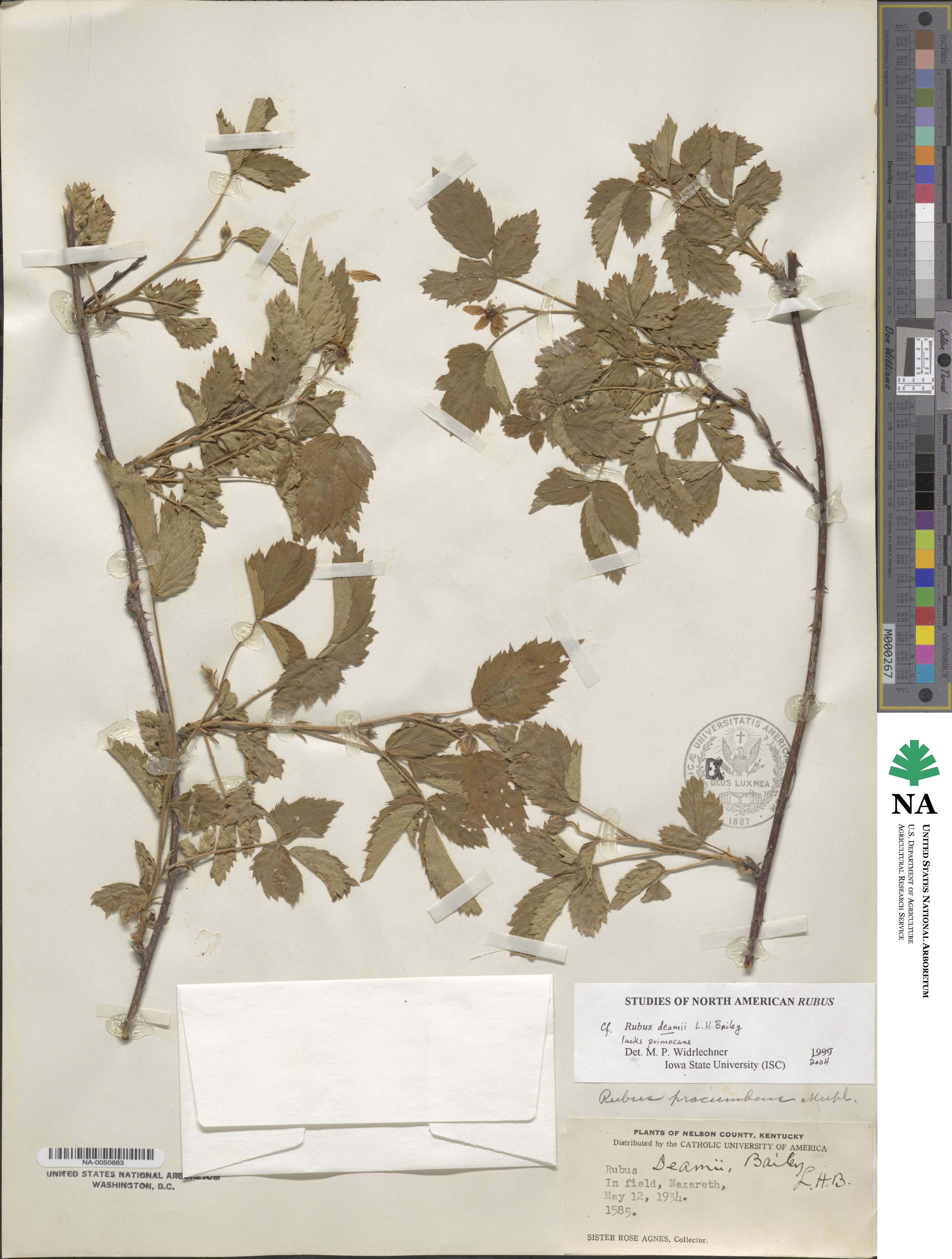 Rubus deamii image