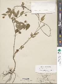 Rubus enslenii image