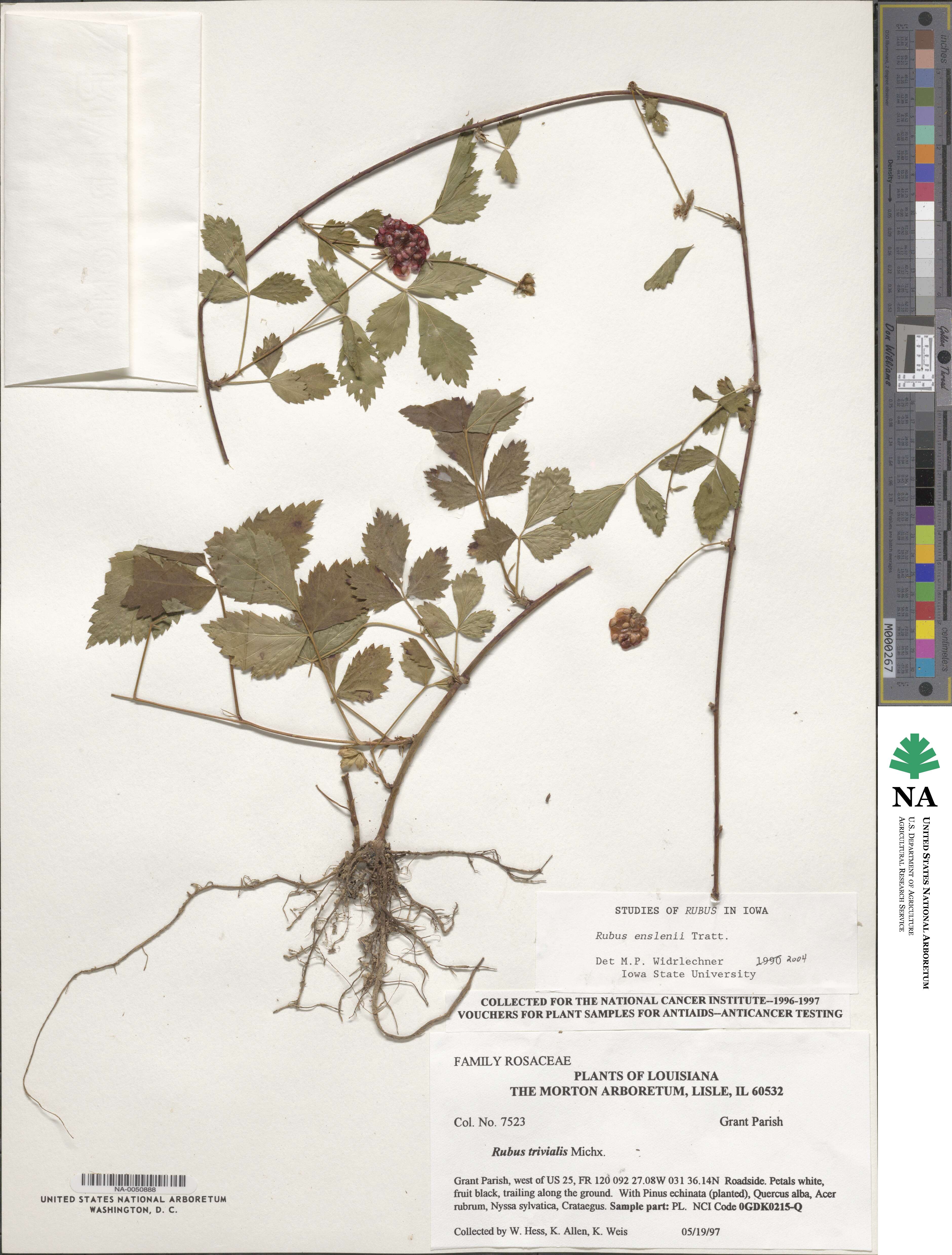 Rubus enslenii image