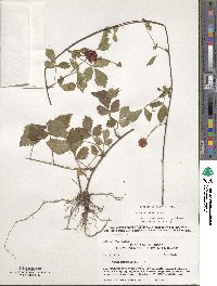 Rubus enslenii image