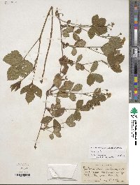 Rubus hispidus image