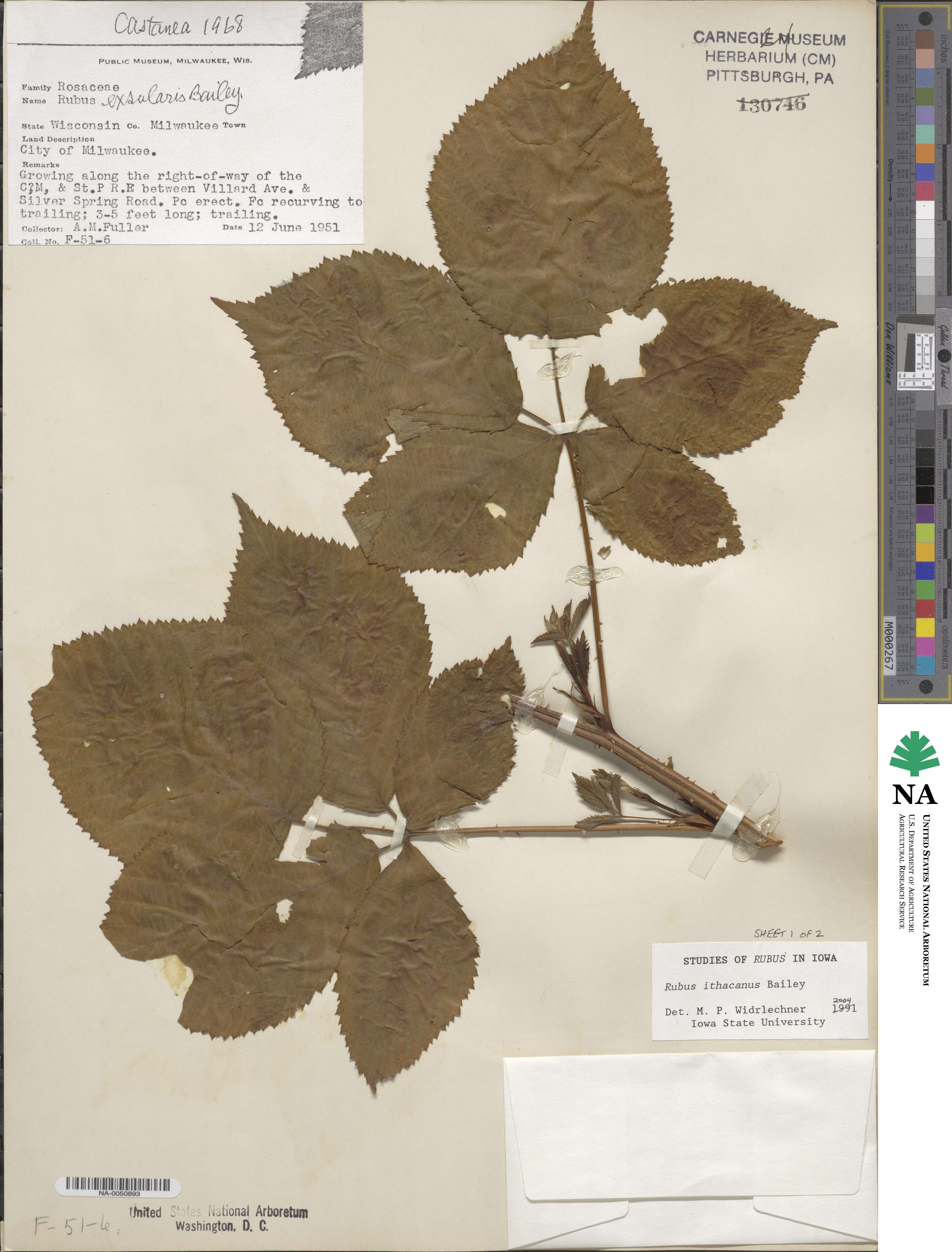 Rubus ithacanus image