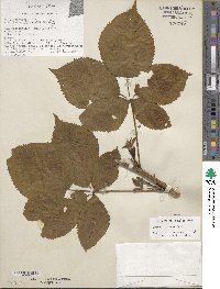 Rubus ithacanus image