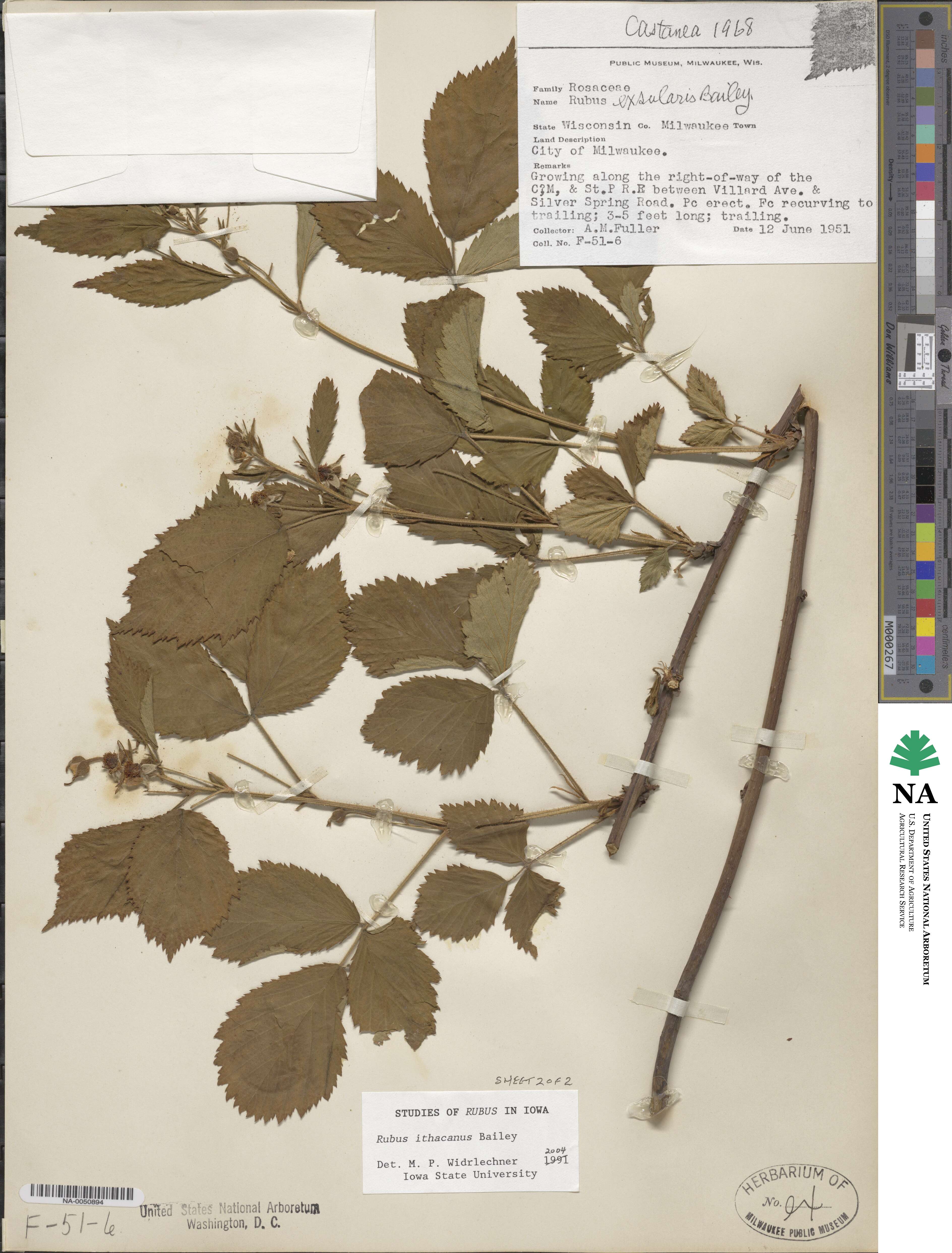 Rubus ithacanus image